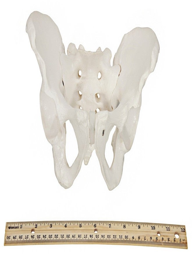 Axis Scientific Skeletal Model of The Male Pelvis | Cast from a Real Human Pelvis Skeleton | Life Size Model Shows Important Anatomy of The Pelvic Region | Includes Product Manual | Made by Axis Scientific - Image 5